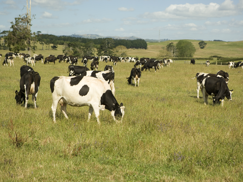 Healthy cows in pasture