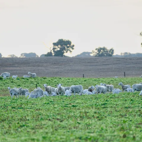 livestock grazing