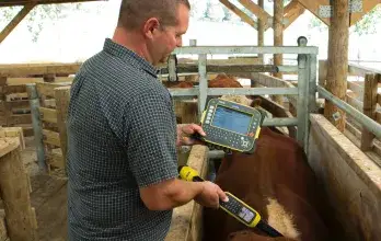 Main scanning cows